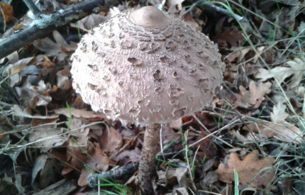 El Cucurril: La más popular